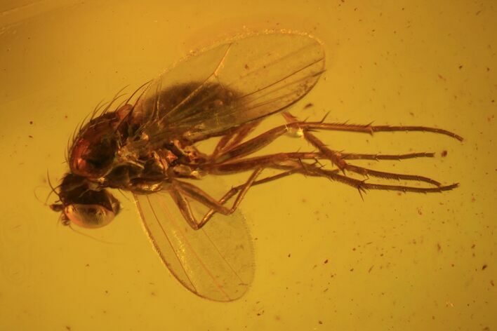 Detailed Fossil Fly (Diptera) In Baltic Amber #81772